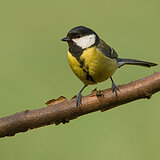Garden birds